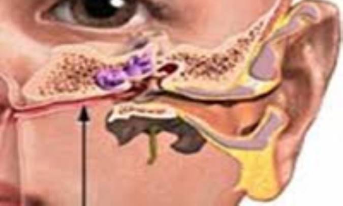 توضیح ساختار گوش با شکل