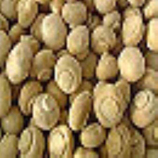 طرز تهيه انواع غذاها با قارچ