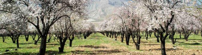 بهترین کود برای نهال بادام و انگور