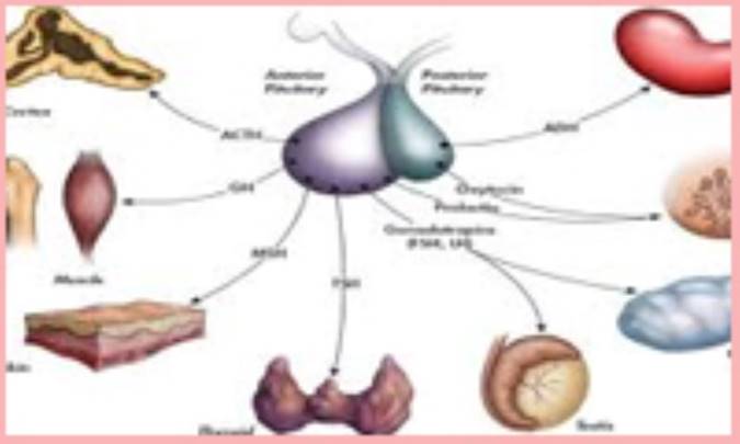 غدد بدن انسان