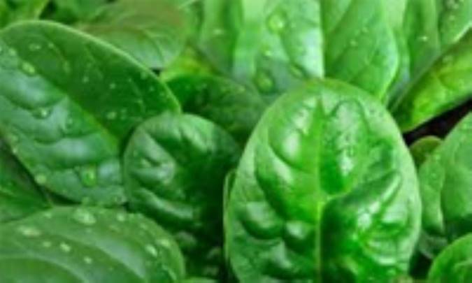 مواد مغذی موجود در اسفناج