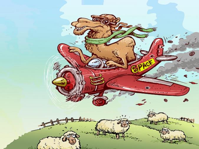 شتر سیکس پک دار!