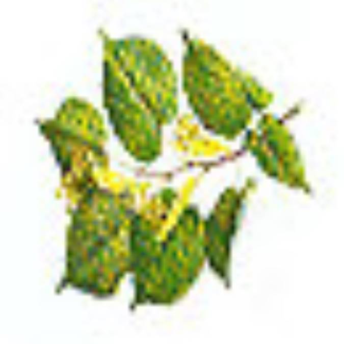 باديان كوهي