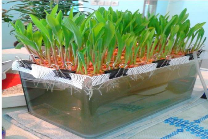 صفر تا صد کشت هیدروپونیک در خانه