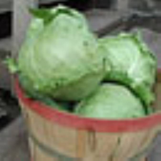 كاهو؛ معجزه سبز