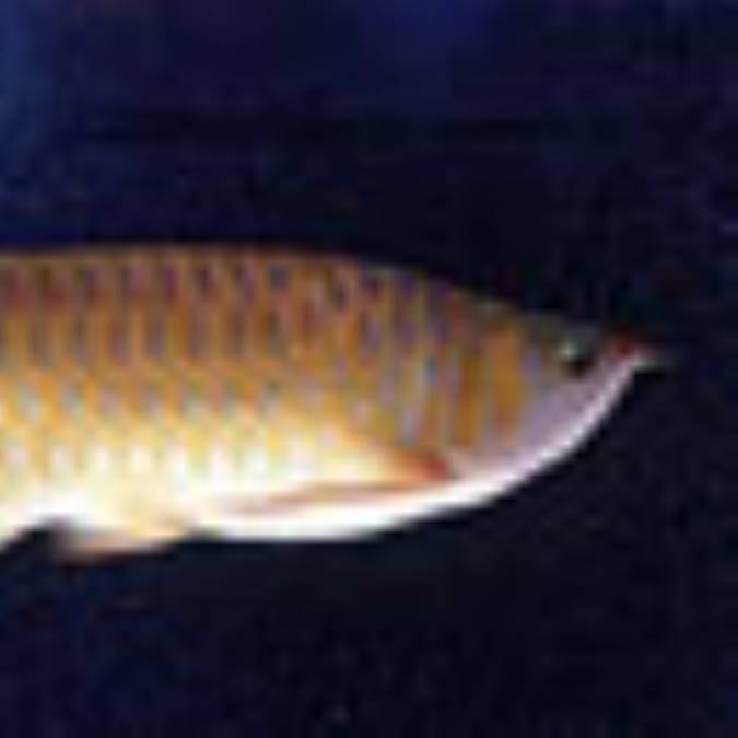 آروانای نقره ای ( Silver Arowana)
