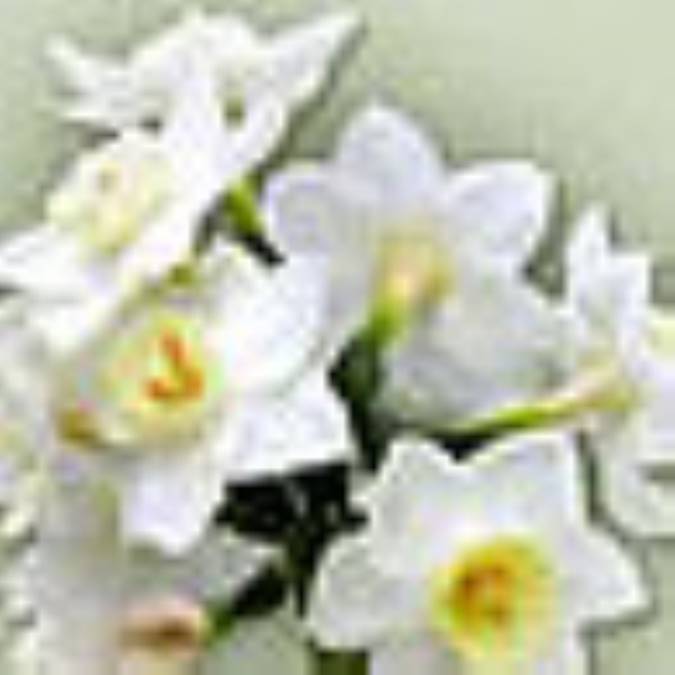 گل عاطفه