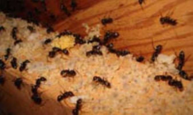 نحوه برخورد با مورچه مزاحم