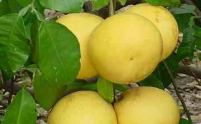 معرفی دارابی و خواص درمانی آن