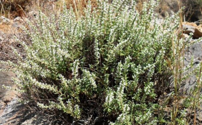 معرفی درمنه و خواص درمانی آن
