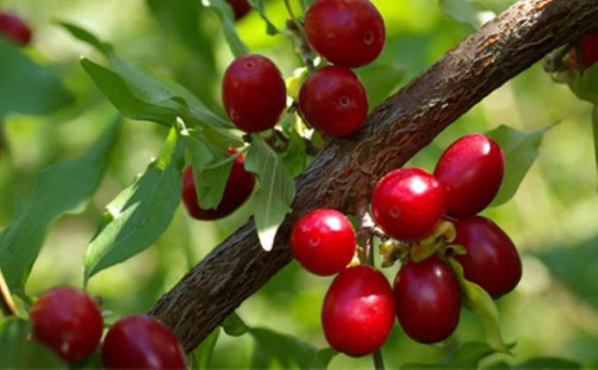 مبتلایان به سرطان رحم زغال اخته بخورند