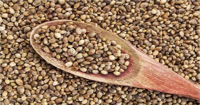 فواید اعجاب انگیز شاهدانه خام