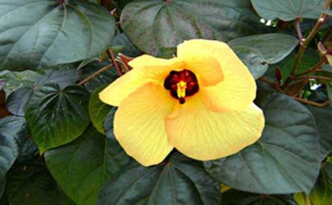 نگاهی به کاربرد پزشکی هیبیسکوس