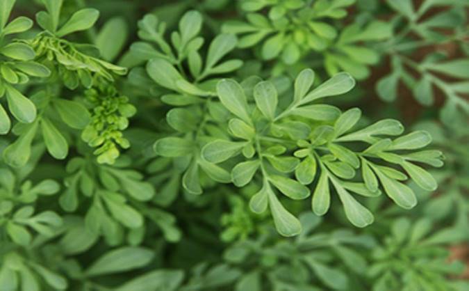 نگاهی به کاربرد پزشکی سداب