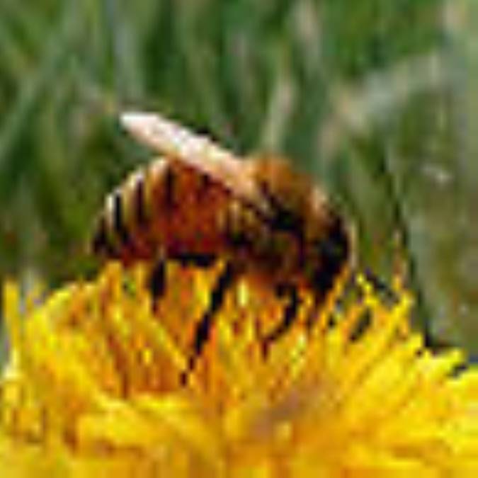 قدرت جهت‌يابي زنبورعسل