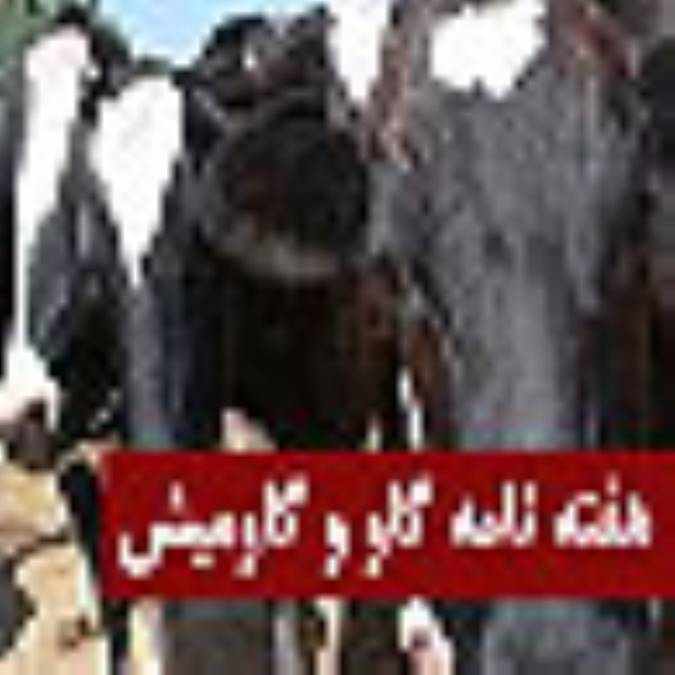 هفته نامه گاو و گاوميش