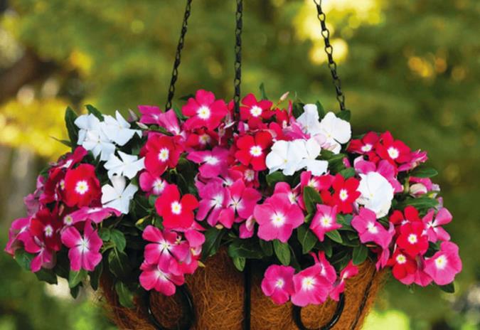 گل پریوش؛ از معرفی انواع آن تا کاشت و نگهداری