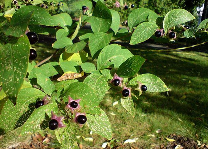 آشنایی با بلادون و خواص آن