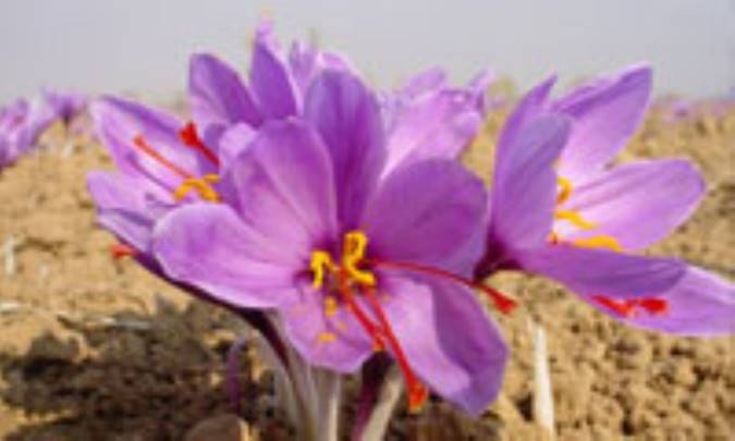 زعفران
