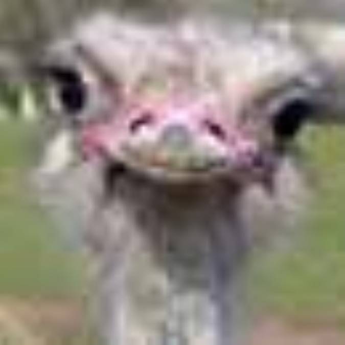 شترمرغ ، گوسفند پرنده