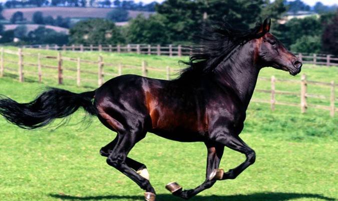 اولویت بندی حیوانات از لحاظ زیست محیطی