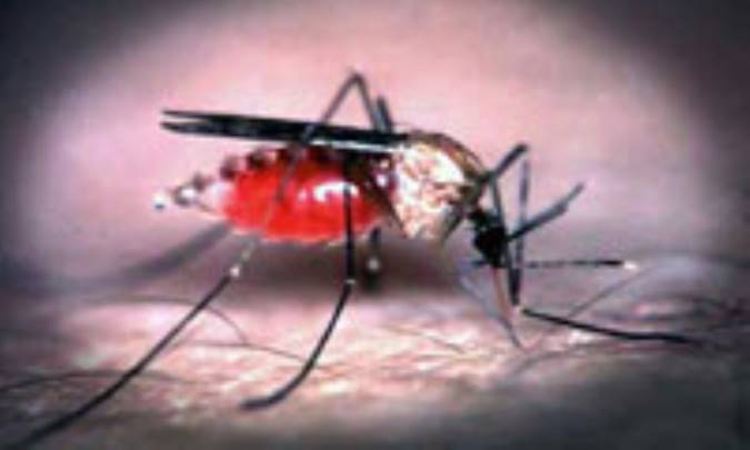 مرگبارترين حشرات جهان