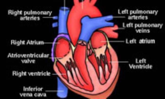 قلب و دريچه هايش