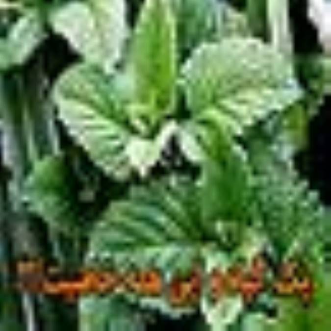 یک گیاه و این همه خاصیت؟!