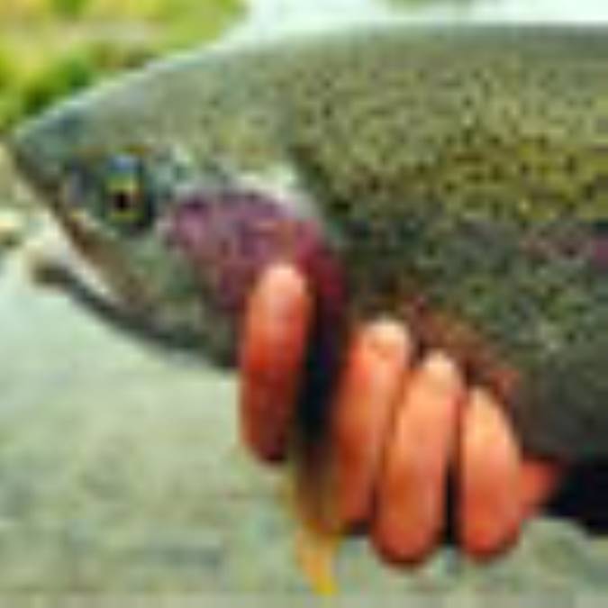 ماهي چرا بو مي‌دهد؟