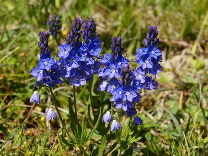 آشنایی با گیاه سیزاب و فواید آن