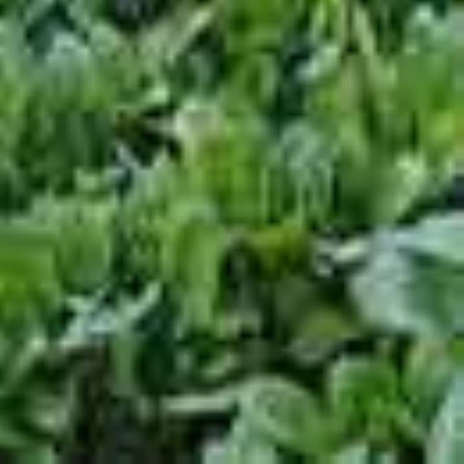 اسفناج، برگ سبزى كه به جهان هديه كرديم