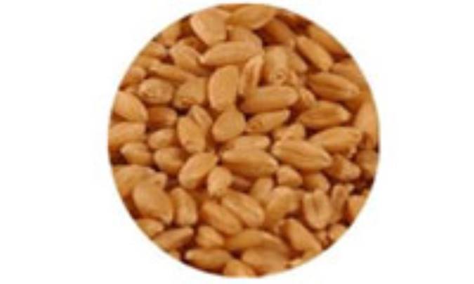 5 ماده غذايي ضدخستگي