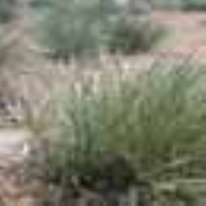 گیاه نسی: Stipagrostis plumose