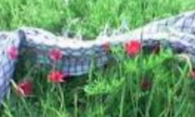 ملائکي از خاک به افلاک 