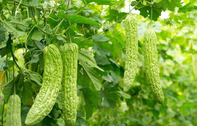 آشنایی با خربزه تلخ و فواید آن