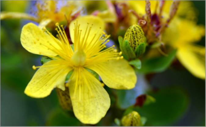 معرفی هویج و خواص درمانی آن