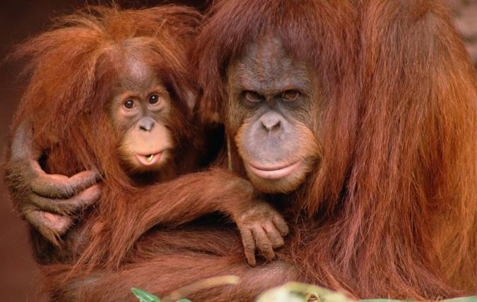 ویژگی هایی که بین انسان و اورانگوتان مشترک است؟