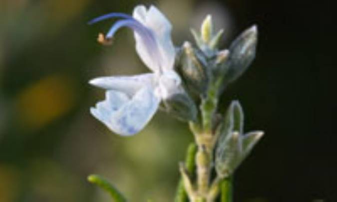 12ترفند مؤثر براي جذاب تر کردن نگاه