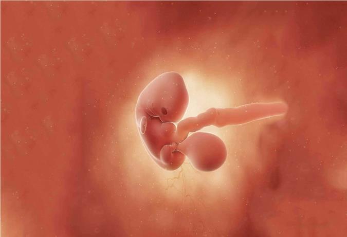 نگاهی به هفته هفتم بارداری