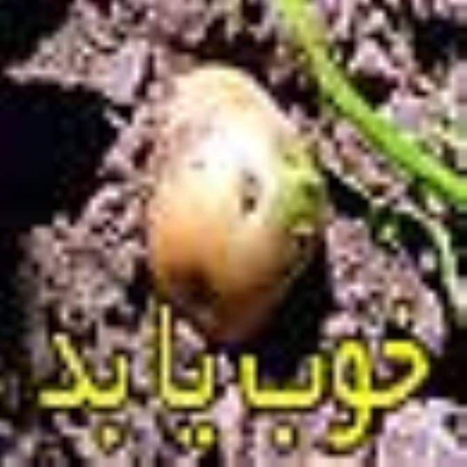 سیب زمینی ؛ خوب یا بد؟!