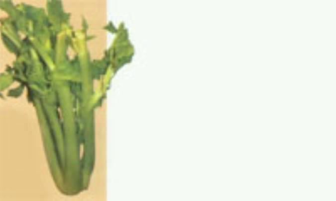 کرفس و اثرات درماني آن 