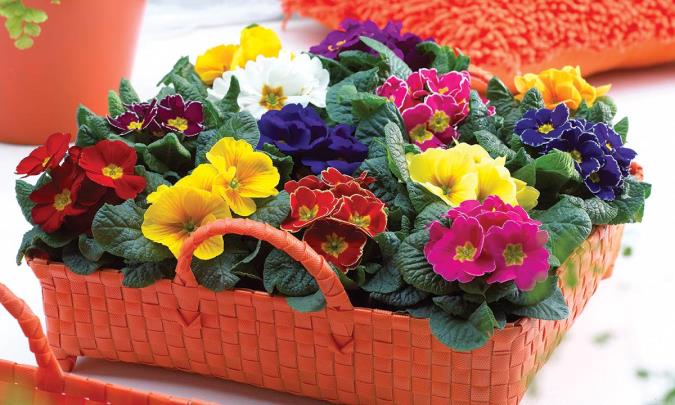 آشنایی با گل پامچال و فواید آن