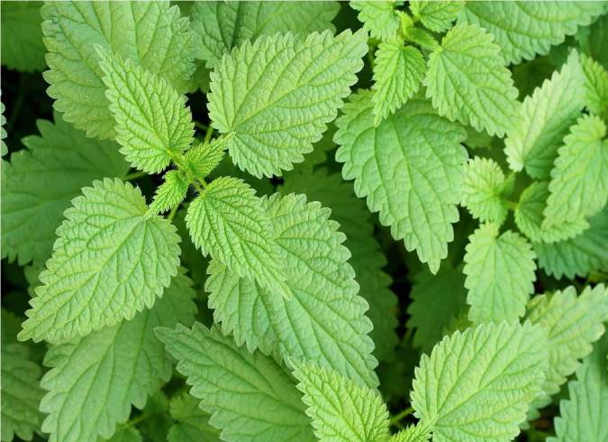 آشنایی با گزنه و خواص آن