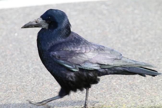 باهوش‌ترین حیوانات جهان