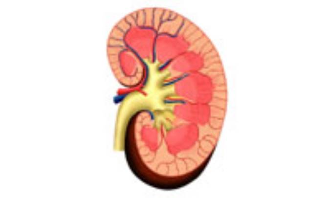 با کليه هاي خود مهربان باشيد!