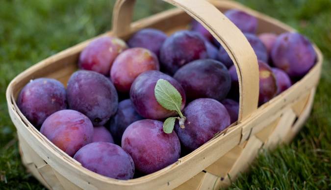 راجع به ملین ها چه میدانید؟