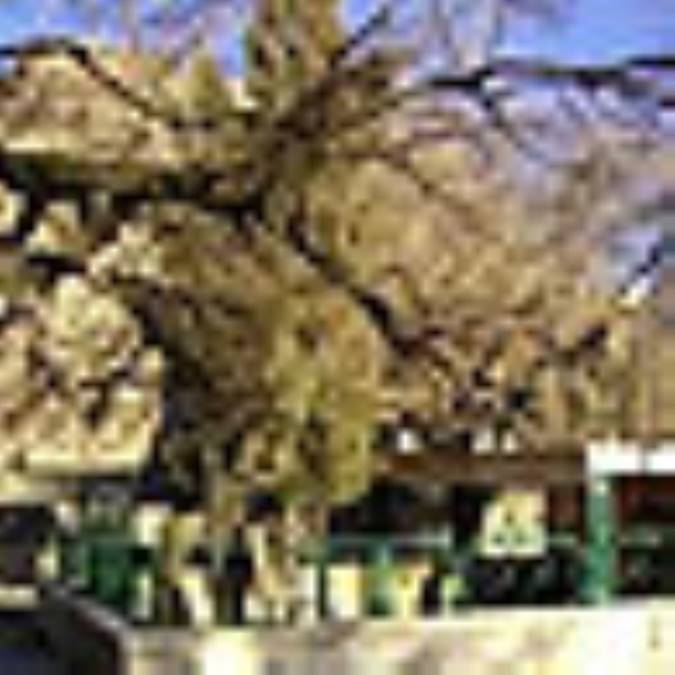 دالاهو، بهشت زمینی کرمانشاه 