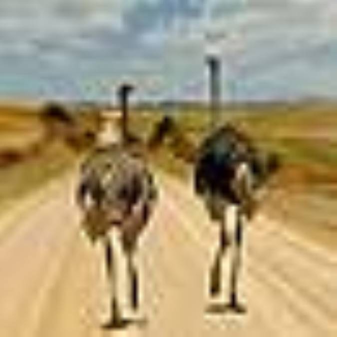 همه چیز درباره شترمرغ