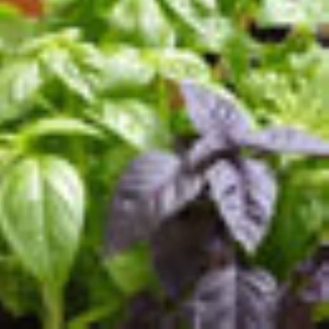 حساسيت به سبزی خوردن !