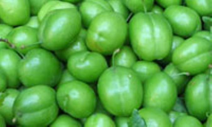 گوجه سبز زير ذره‌بين تغذيه